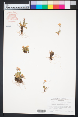 Primula cuneifolia image