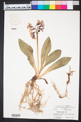 Primula parryi image