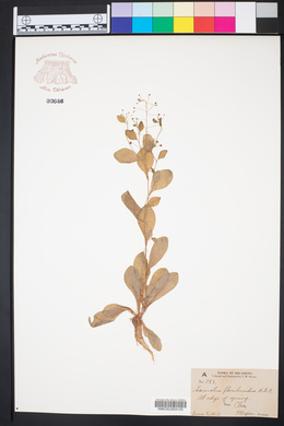 Samolus parviflorus image