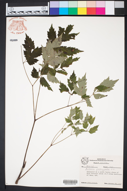 Actaea pachypoda image