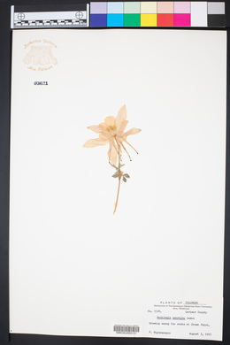 Aquilegia coerulea image