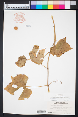 Calycocarpum lyonii image