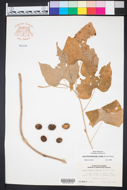 Calycocarpum lyonii image