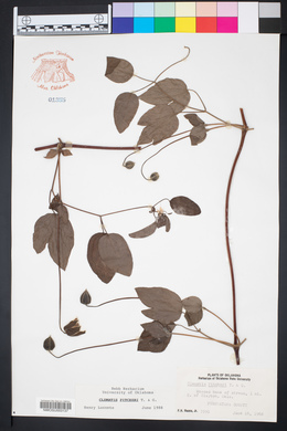 Clematis pitcheri image