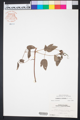Clematis pitcheri image