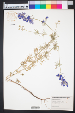Delphinium ajacis image
