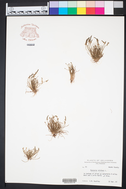 Myosurus minimus image