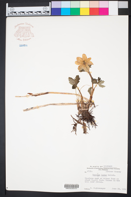 Trollius laxus image