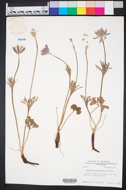 Anemone berlandieri image