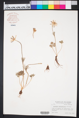Anemone berlandieri image