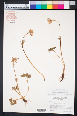 Anemone berlandieri image