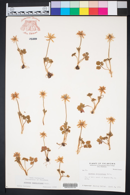 Anemone caroliniana image