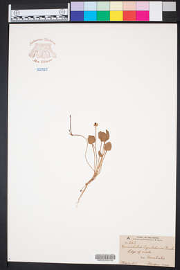 Ranunculus cymbalaria image