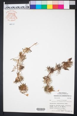 Ranunculus aquatilis var. diffusus image