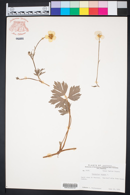 Ranunculus repens image