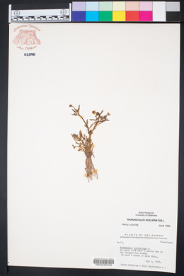 Ranunculus sceleratus image