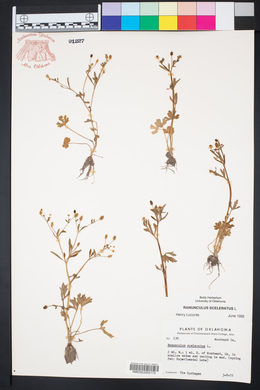 Ranunculus sceleratus image