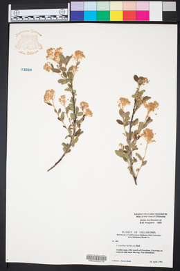Ceanothus herbaceus image