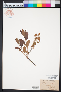 Ceanothus herbaceus image