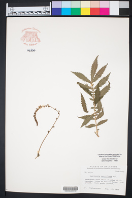 Agrimonia parviflora image