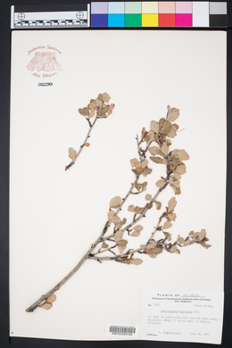 Cercocarpus montanus image