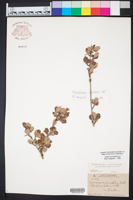 Cercocarpus montanus image