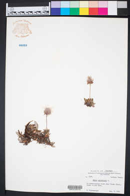 Dryas octopetala image