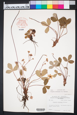 Fragaria chiloensis image