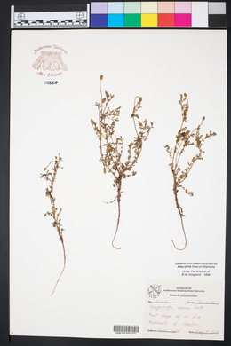 Sanguisorba annua image
