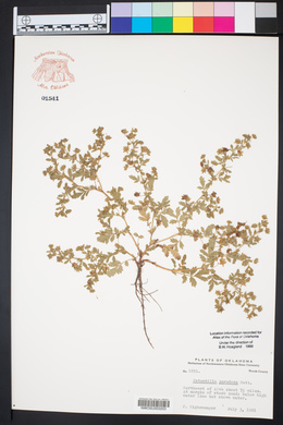 Potentilla supina subsp. paradoxa image