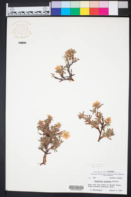 Potentilla pensylvanica image