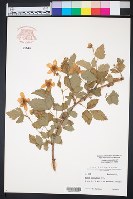 Rubus aboriginum image