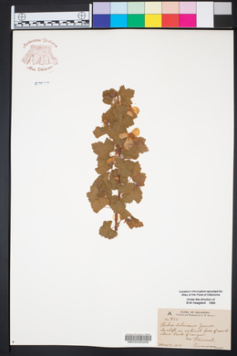 Rubus deliciosus image