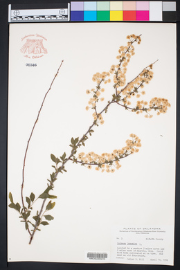 Spiraea japonica image