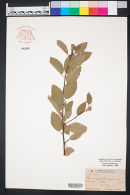 Prunus gracilis image