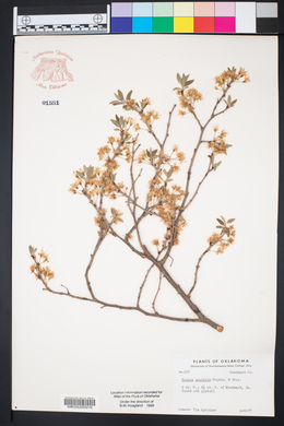 Prunus gracilis image