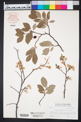 Prunus gracilis image