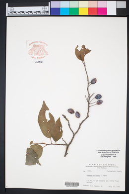 Prunus mexicana image