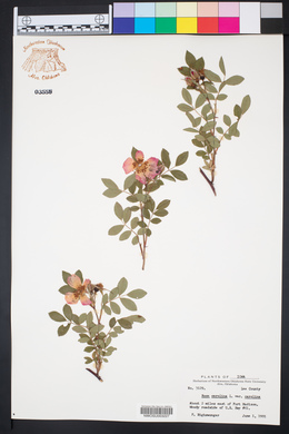 Rosa carolina subsp. carolina image