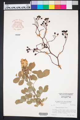 Rosa multiflora image