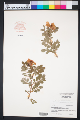 Rosa woodsii var. woodsii image
