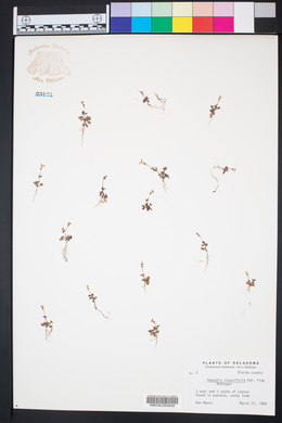 Houstonia pusilla image