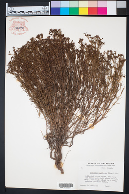 Stenaria nigricans var. nigricans image