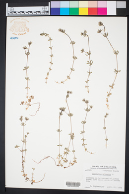 Sherardia arvensis image