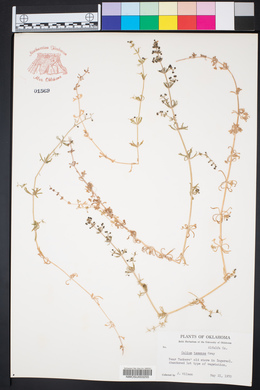 Galium texense image