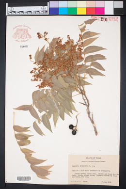 Sapindus saponaria image