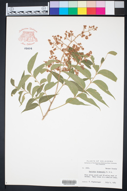 Sapindus saponaria var. drummondii image