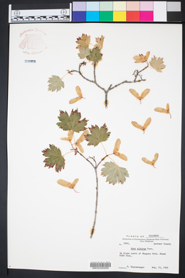 Acer glabrum image