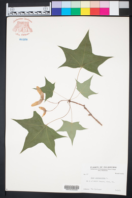 Acer platanoides image