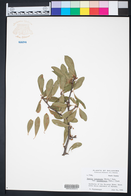 Bumelia oblongifolia image